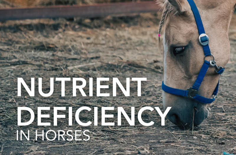 Nutrient Deficiencies in Horses - Equine Science Matters™